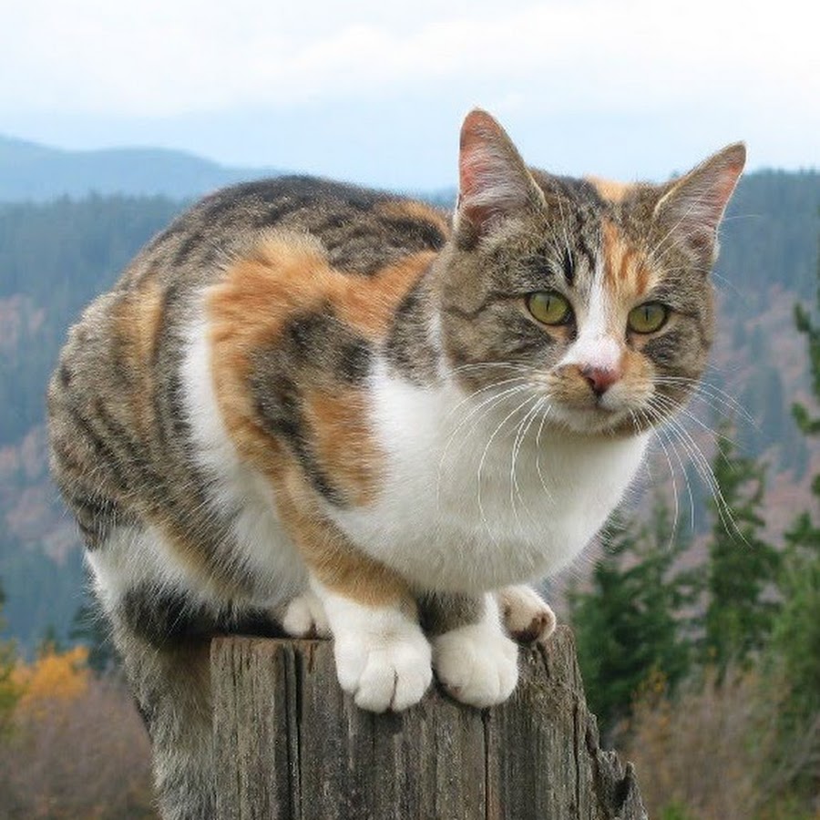 Трёхцветная кошка. Существует ли кот. Двухголовый кот фрэнк и луи. Сибирская кошка трехцветная короткошерстная. Порода калико.