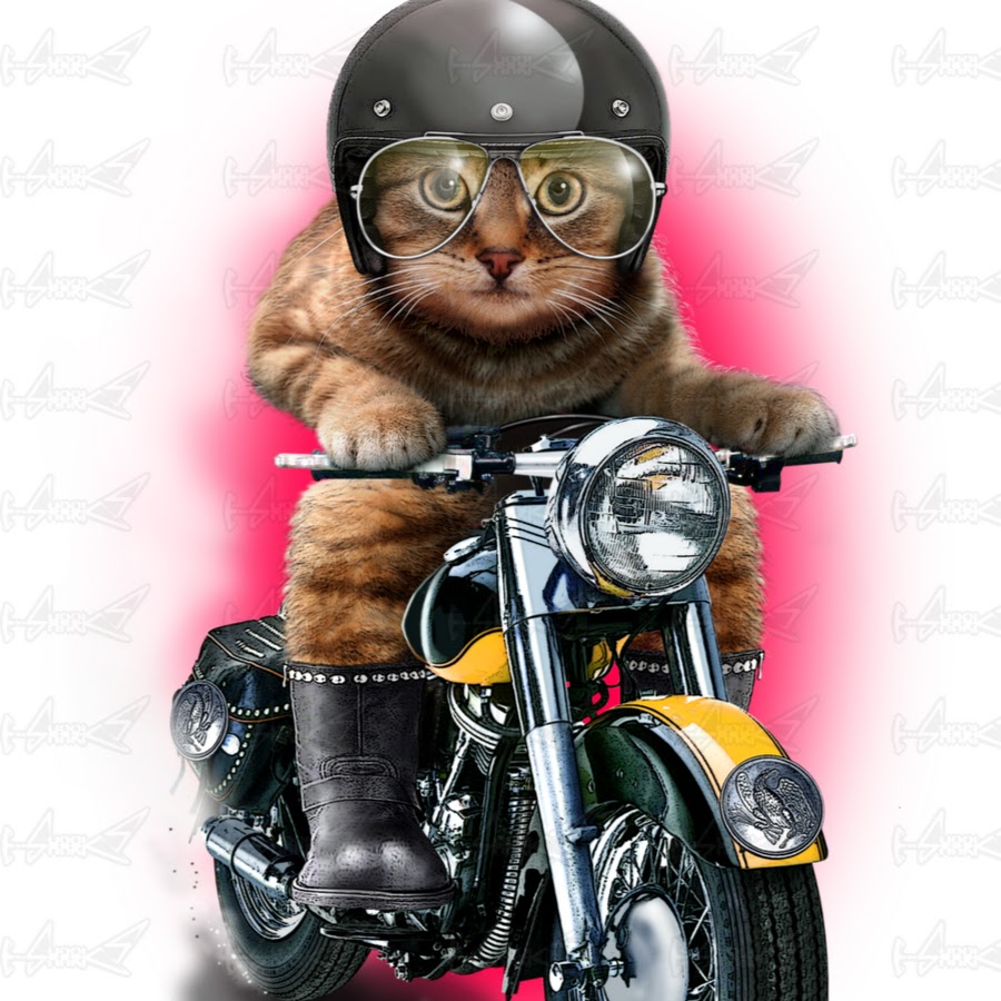 Котенок на мотоцикле