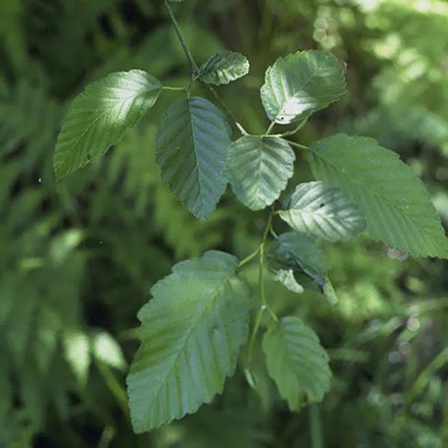Alnus rubra