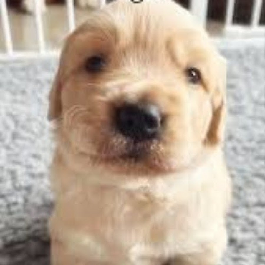 ᴘxᴘ Hayden - YouTube