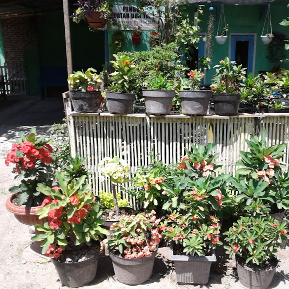 Kwaci Bunga Matahari Asam Urat - 3 Khasiat Bunga Matahari untuk Kesehatan Anda • Deherba.com - Minyak bunga matahari mengandung asam oleat, sesamol, asam linoleat, dan vitamin e.