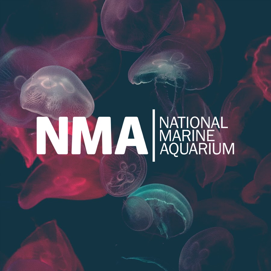 National Marine Aquarium - YouTube