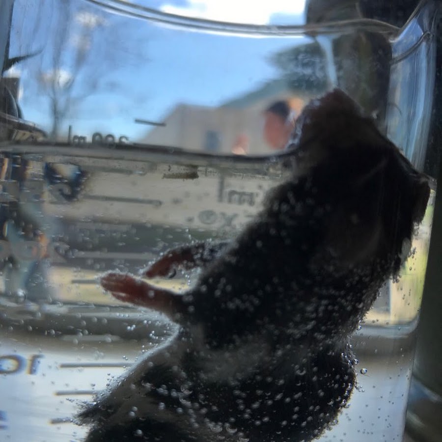 Rat in a Jar YouTube