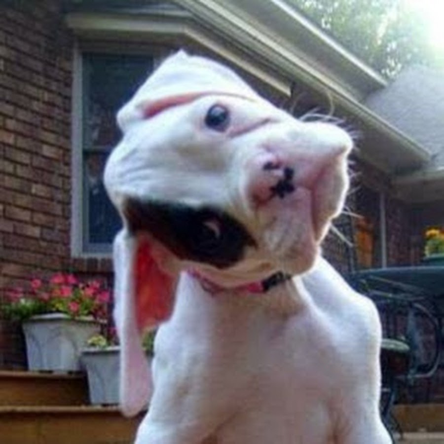 Stupid Dogs360 YouTube