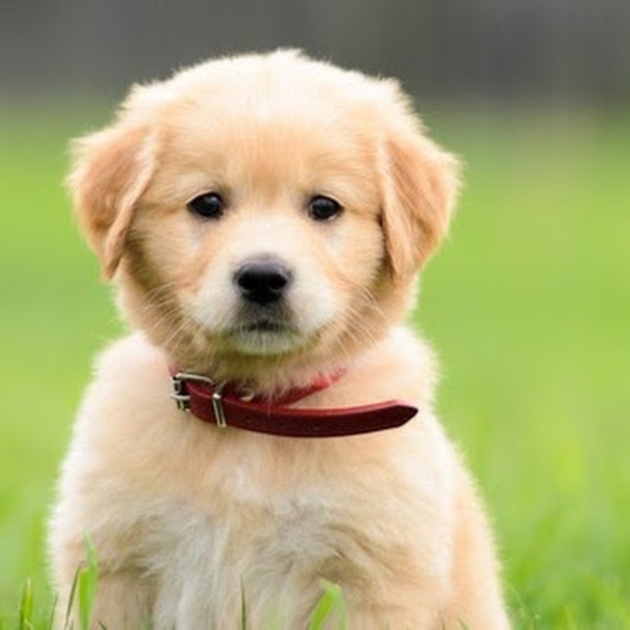 Pet lovers - YouTube