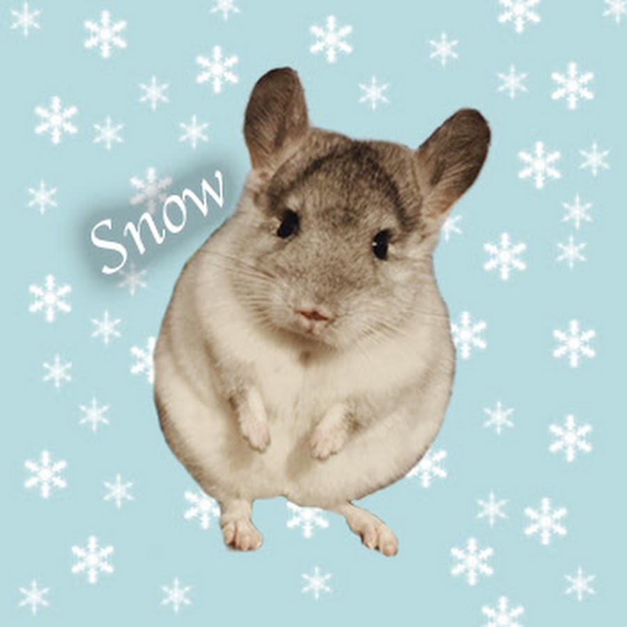 Snow the Chinchilla YouTube