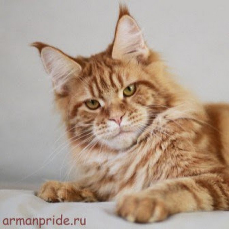 Волга кун питомник