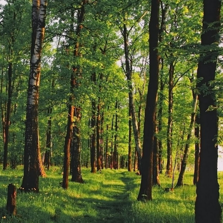 это был обычный лес. обычные снимки леса. шишкин еловый лес. это был обычный лес. сосновый лес.