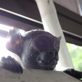 【動画】最近見てるYouTubeチャンネル (7)