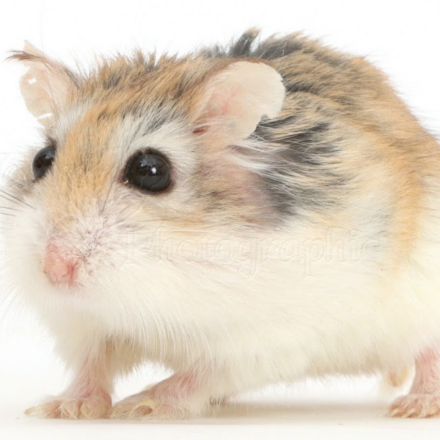 Roborovski Hamster 