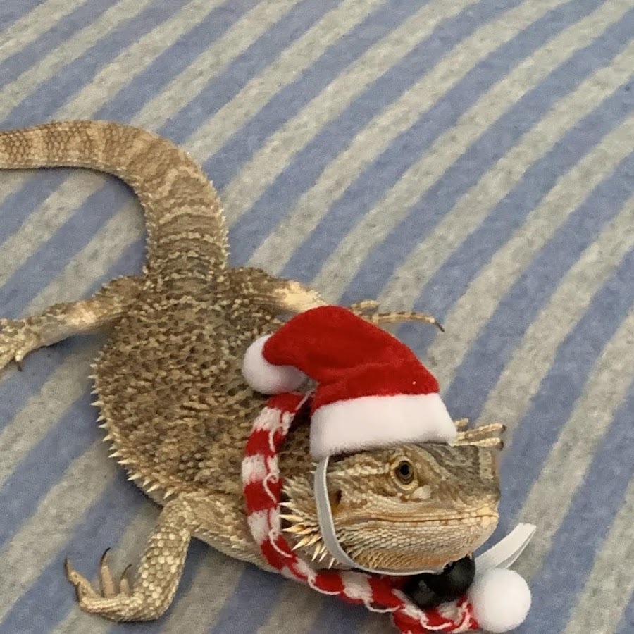 Quiz Discord - roblox uno reverse card robux hack v65 mythical