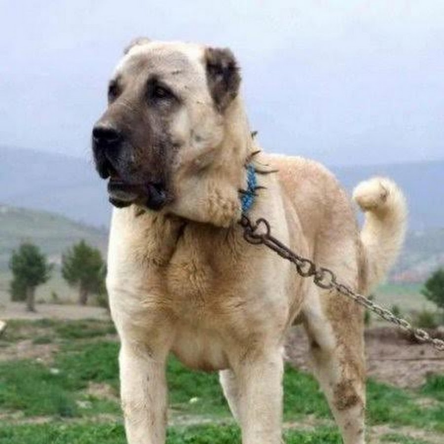 Dog BadAss KANGAL - YouTube