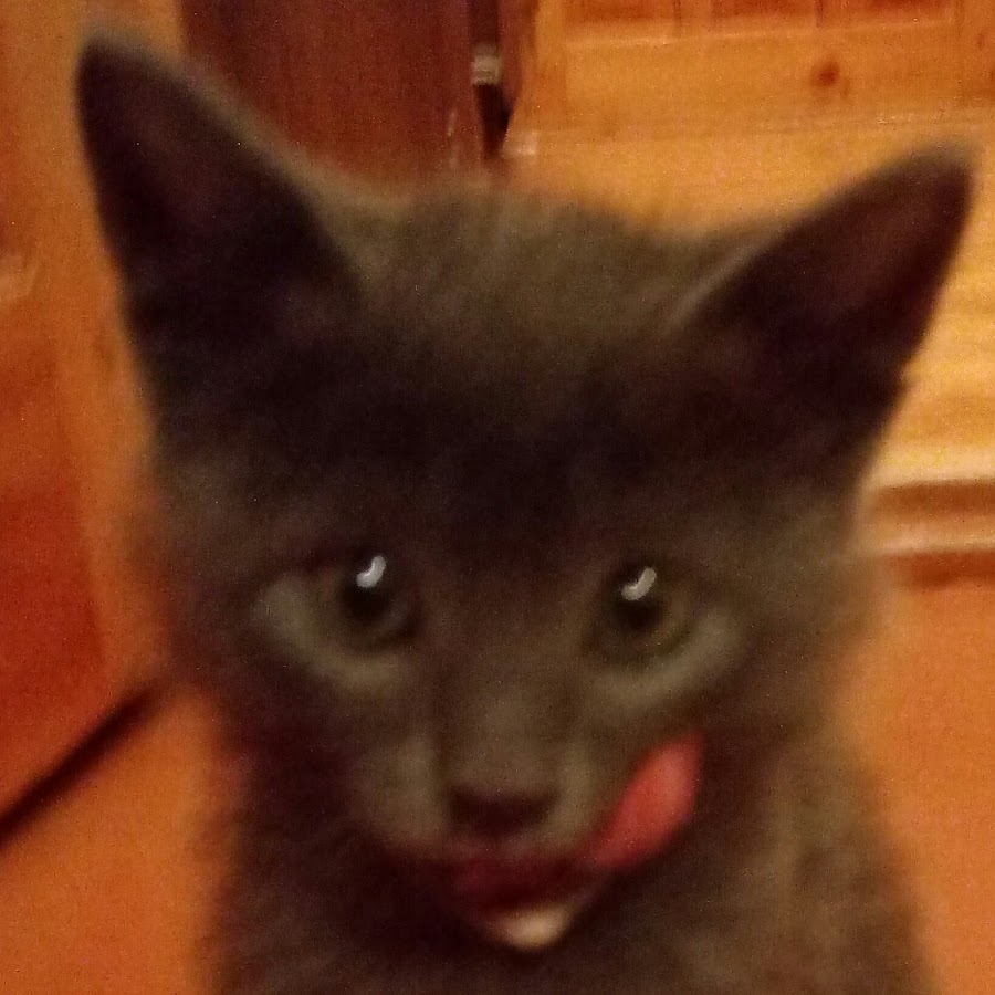 Minnoş kedicik YouTube