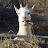Goat of Ill Omen avatar