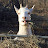 Goat of Ill Omen avatar