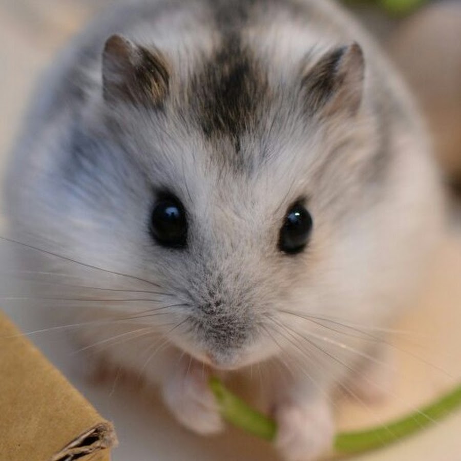 Канал хомки картинки. Хомячки джунгарики. Фотографии, канал хомки. Покажи хомки. Тëмка хомка.