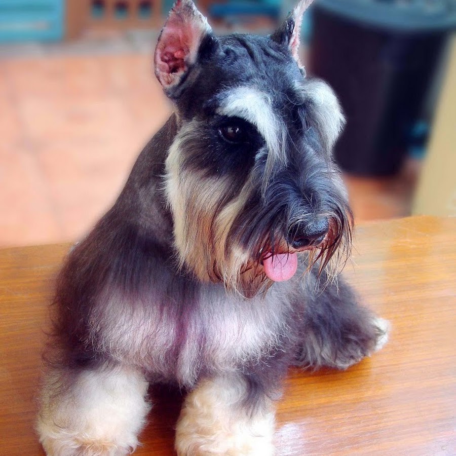 รักจังทีม ชเนาเซอร์ กรุงเทพ Miniature Schnauzer YouTube