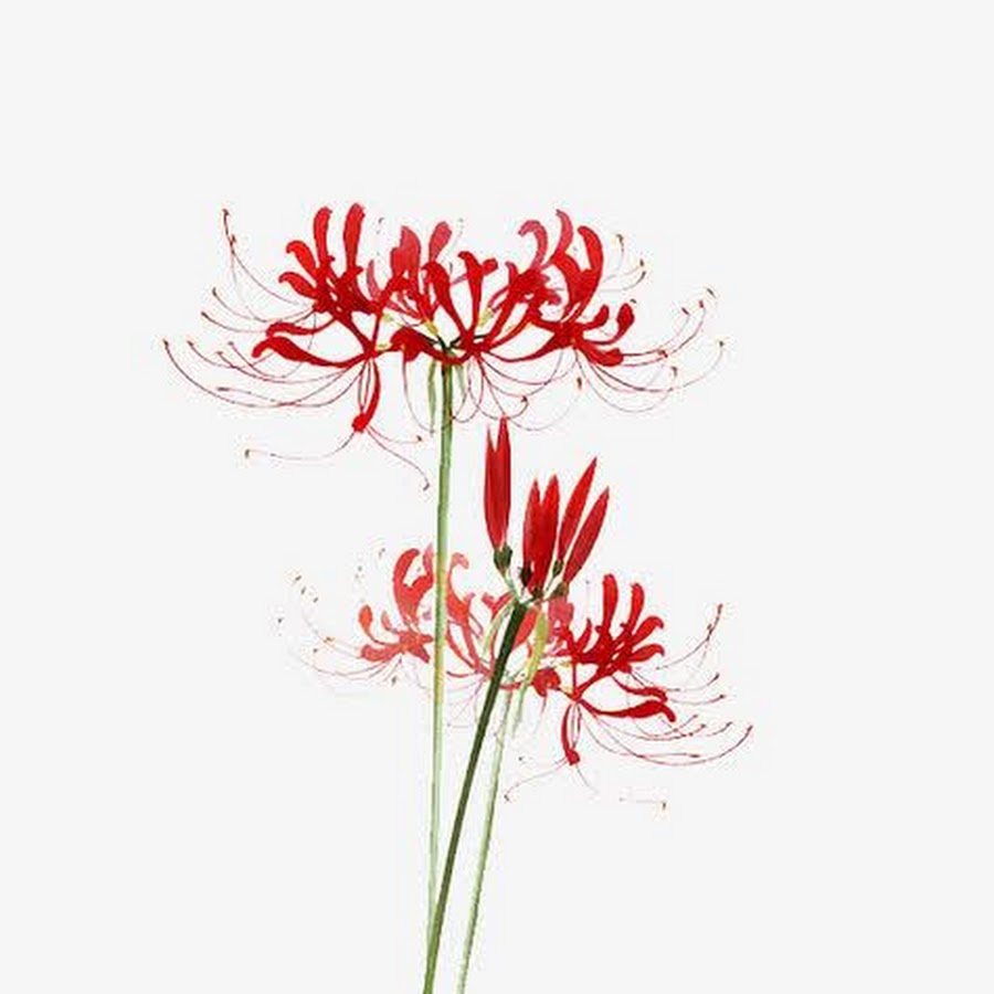 Ликорис тату эскиз