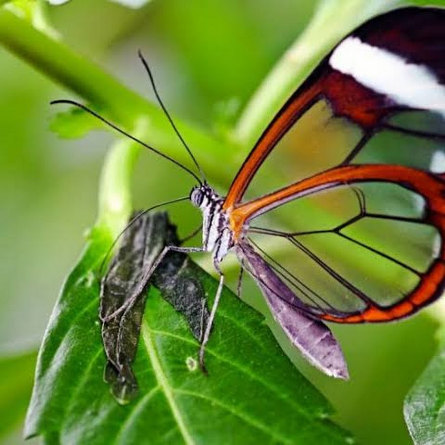 Бабочка зорянка. Бабочка павлиноглазка атлас. Samia cynthia бабочка. Удивительные бабочки. Бпбочка упания мадагас.