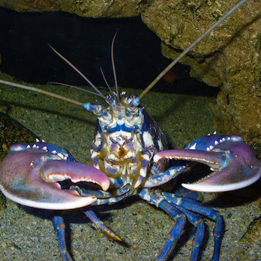 A Real Lobster With An Connection YouTube