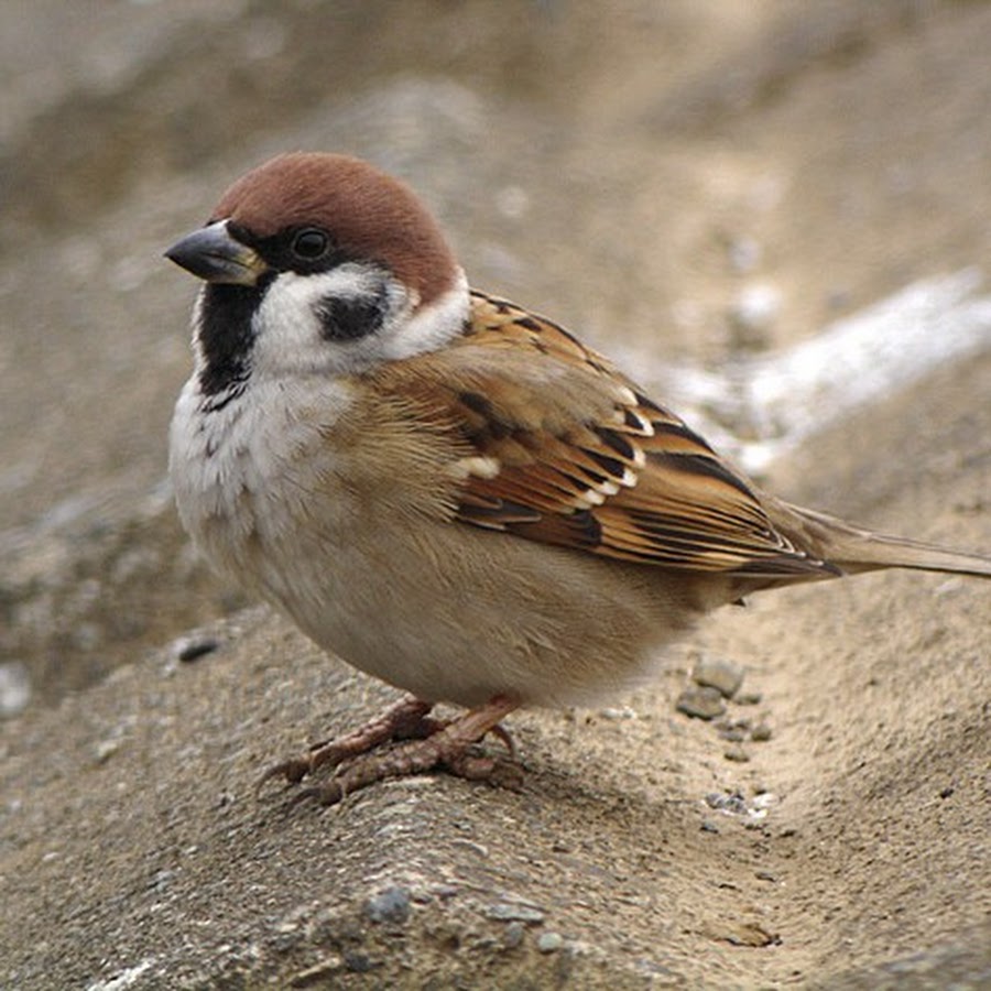 Воробей под крышей. Воробей под крышей дома. Лейцист. Где живут воробьи