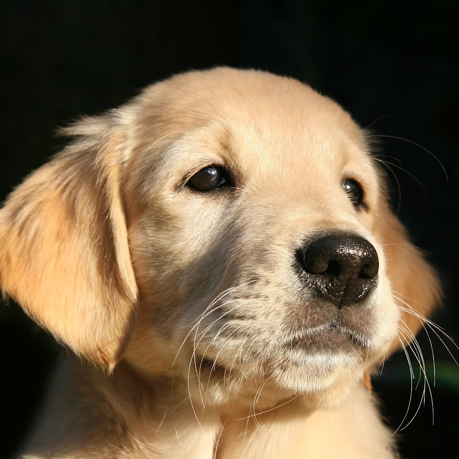 Рисунок член с крыльями