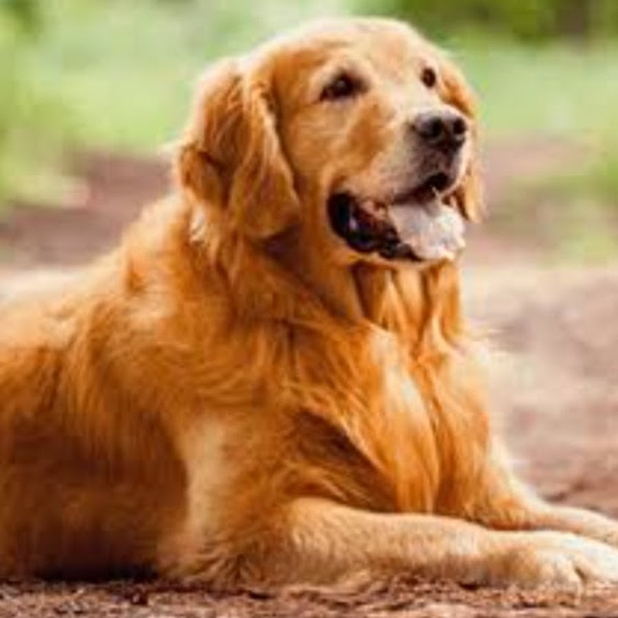 Study island log in student picture