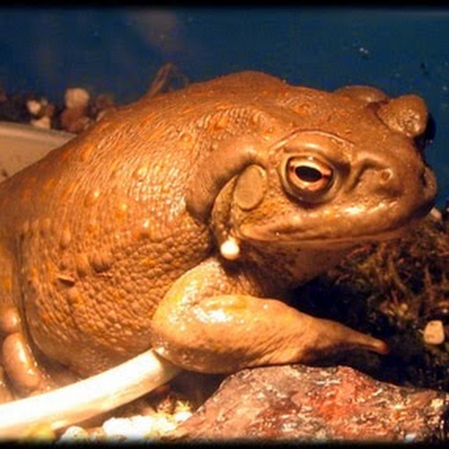 Bufo Alvarius YouTube