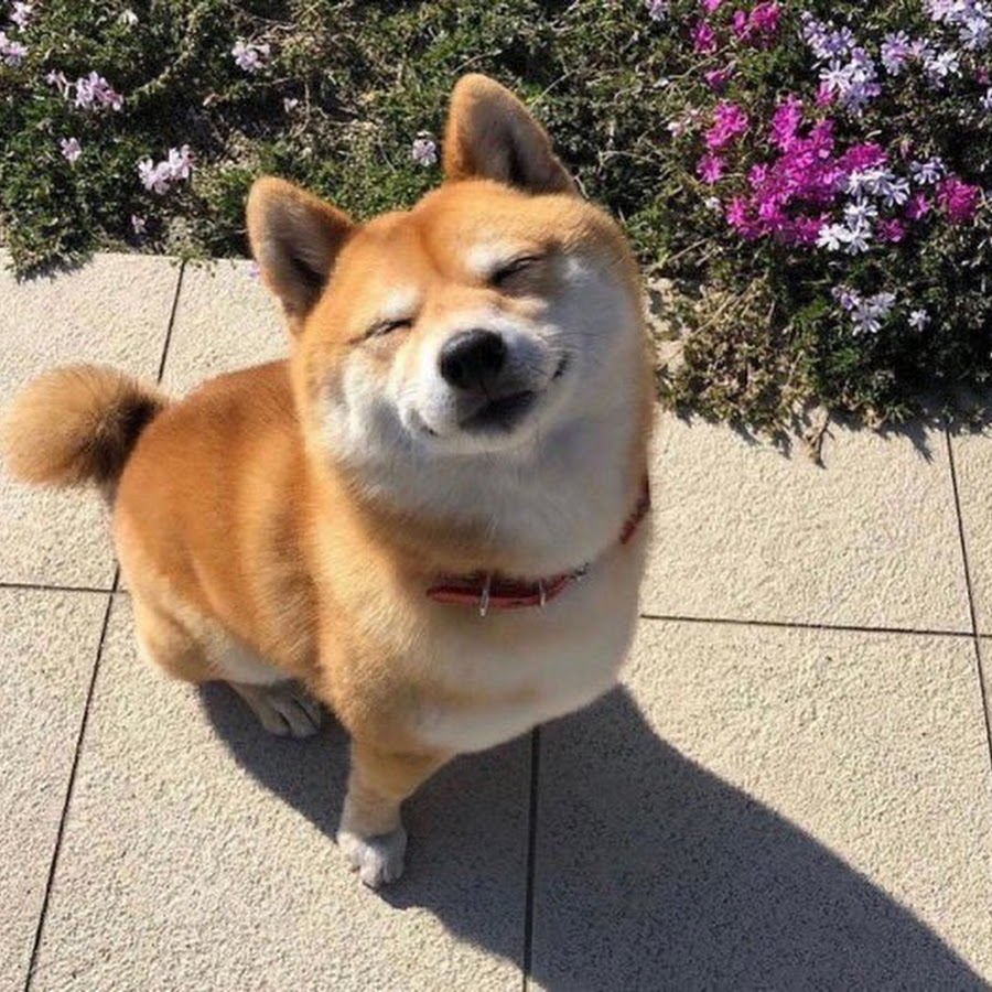 Shiba Inu YouTube