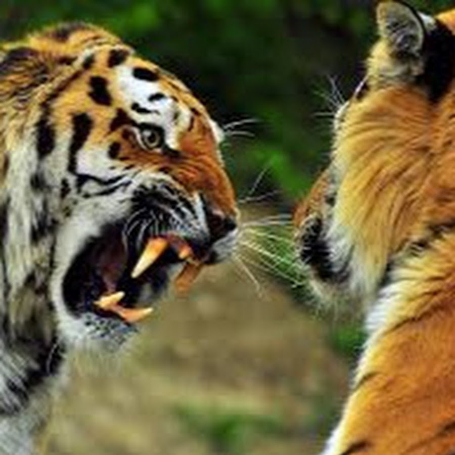 Animal Video - YouTube