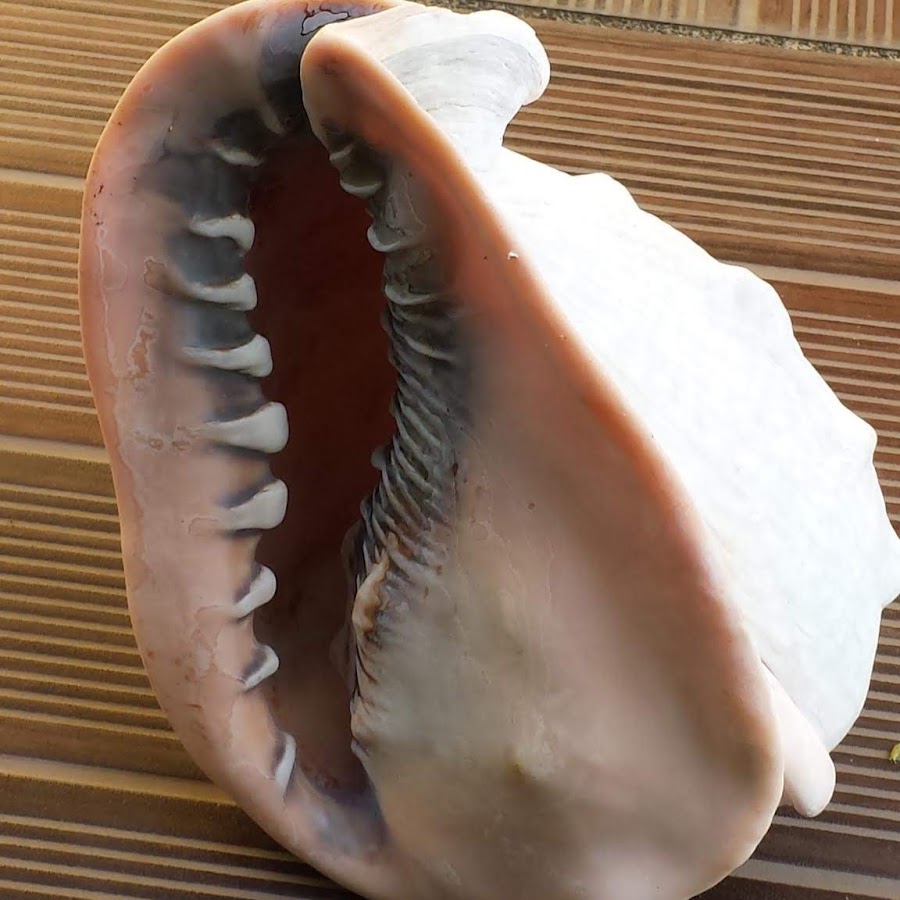 COQUILLAGES GUADELOUPE - YouTube
