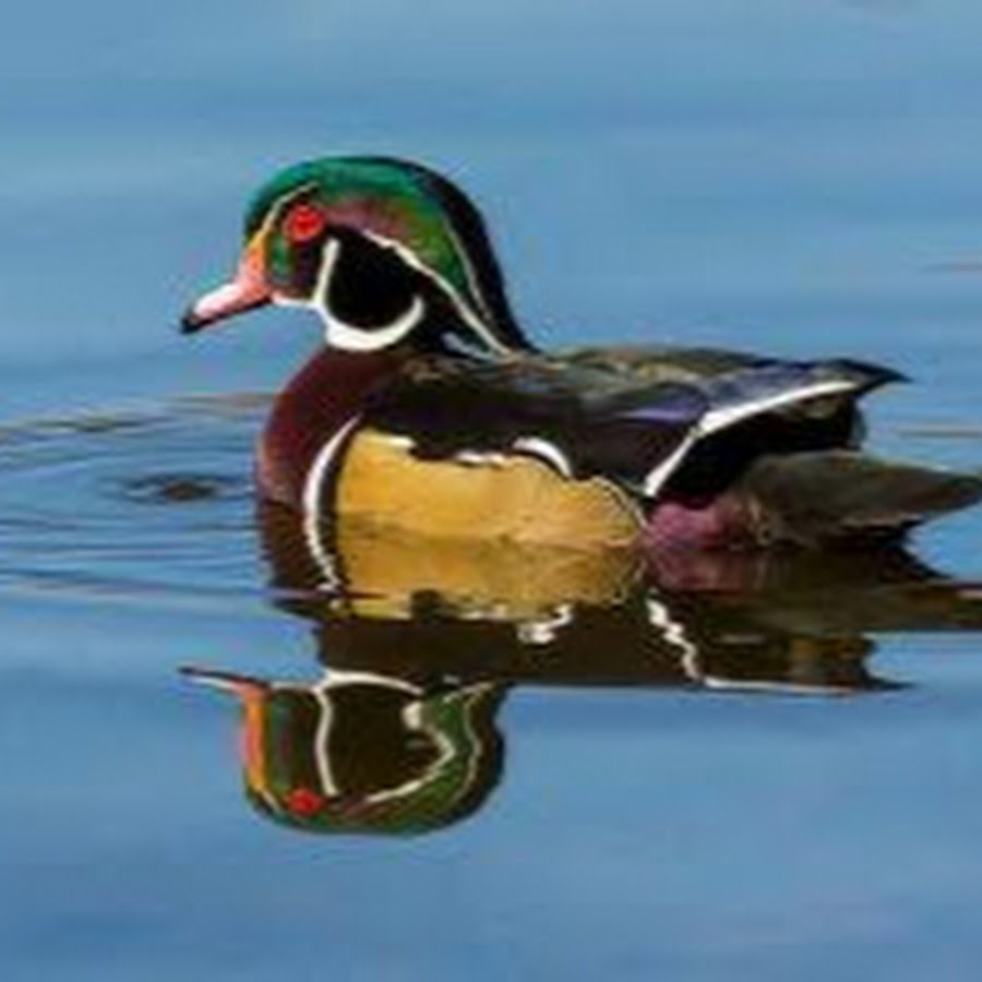 утка мандаринка. цветные утки. утка мандаринка альбинос. селезень утки мандаринки. утка мандаринка альбинос.