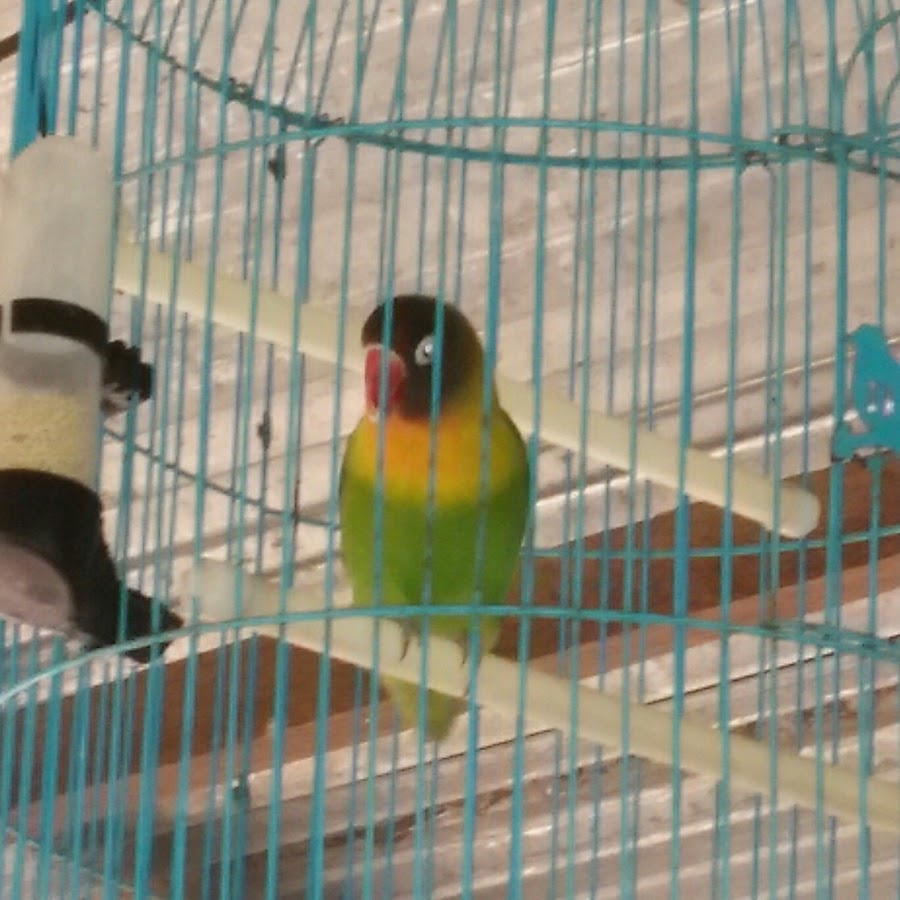 dunia burung 