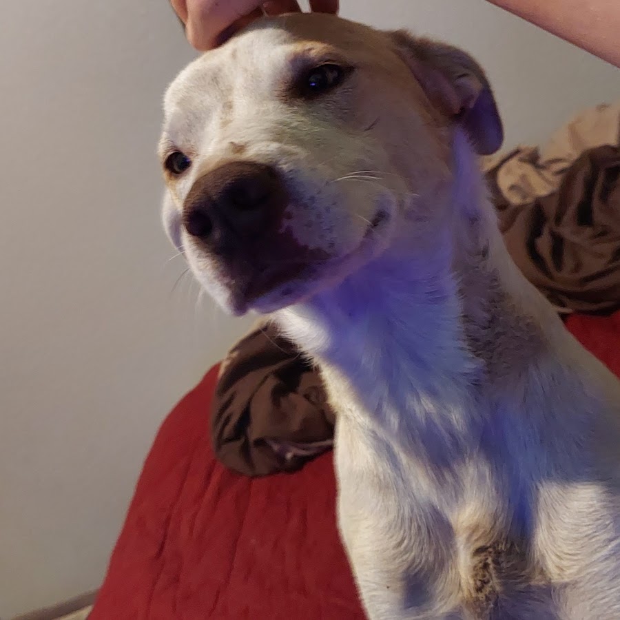 Llama Gaming - YouTube