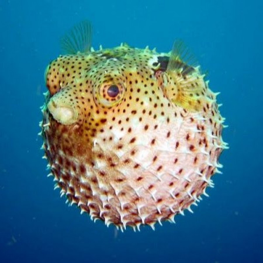 Fish YouTube