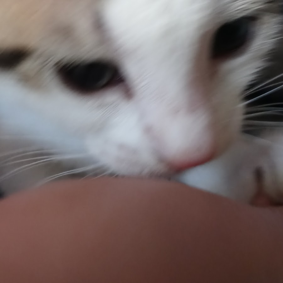 The Butterfly Sisters Show YouTube