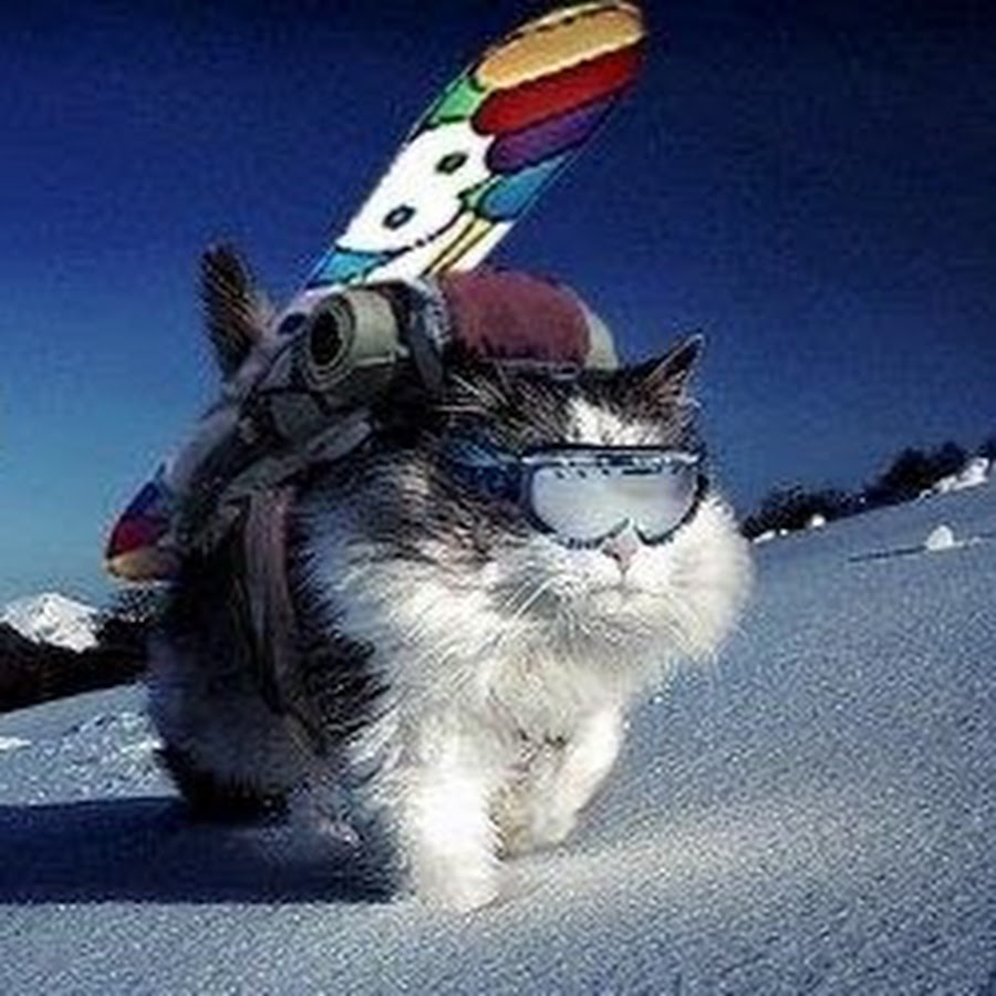 ������, ���� ������������ ���� ��� ���