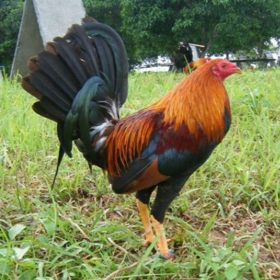 Philippine Gamefowl YouTube