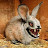 Fluffy Bunny avatar