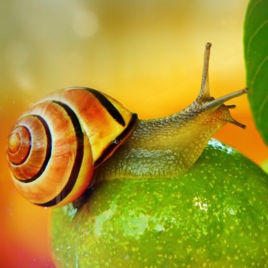 snails& garden YouTube