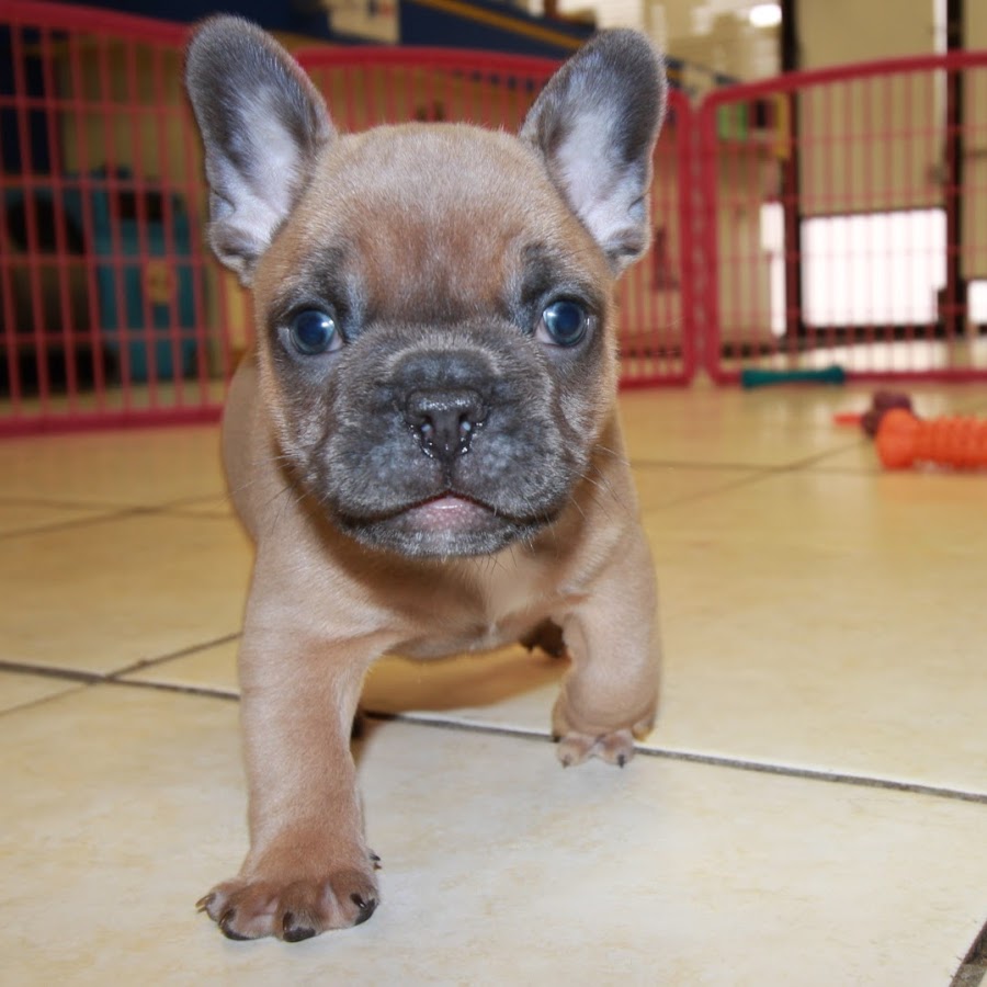 Puppies For Sale Local Breeders YouTube