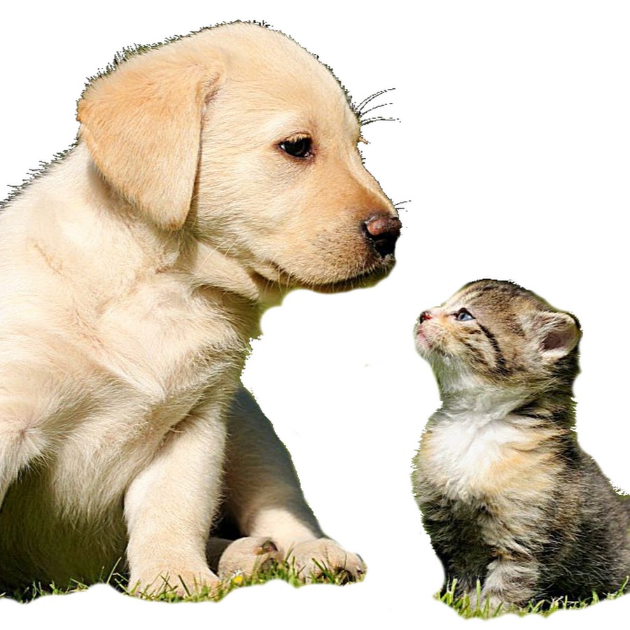 котики собачки. щенок и котенок. фото кошек и собак. кошки и собаки. кот и много собак.
