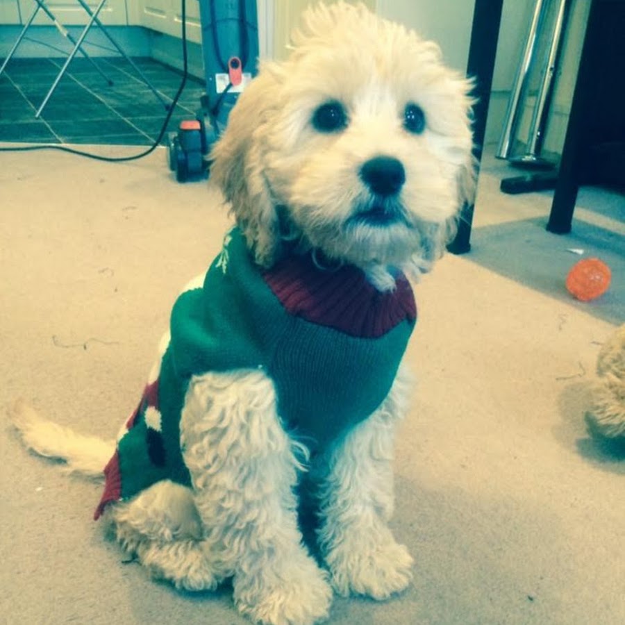 Teddy Bear Dog - YouTube