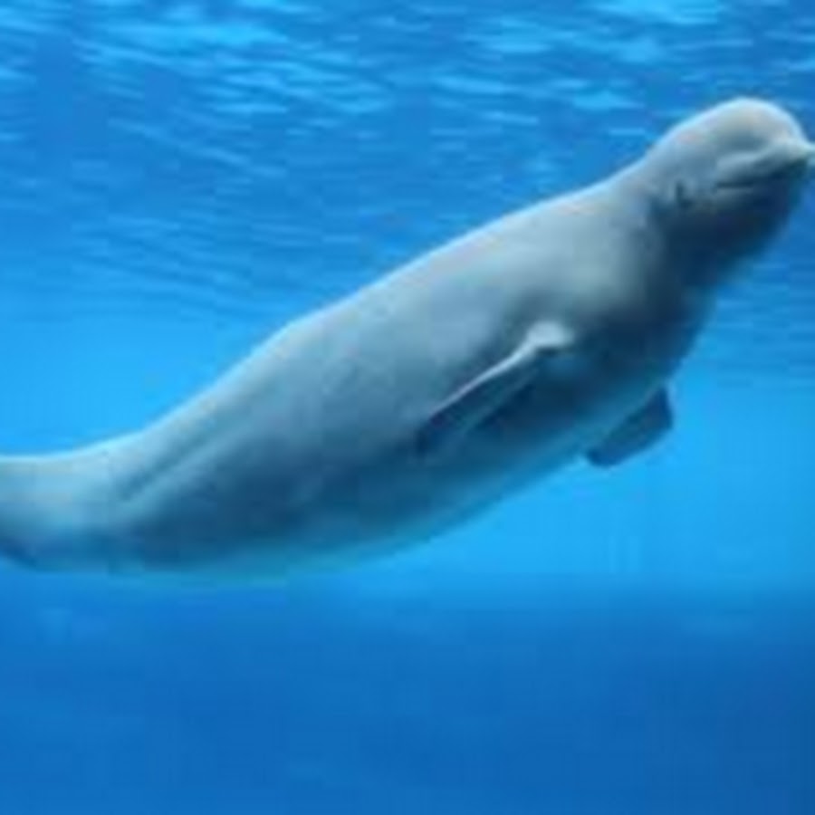Белуха это кит или дельфин. Белый кит белуха. Белый полярный кит белуха. Белый кит белуха. Белый кит белуха.
