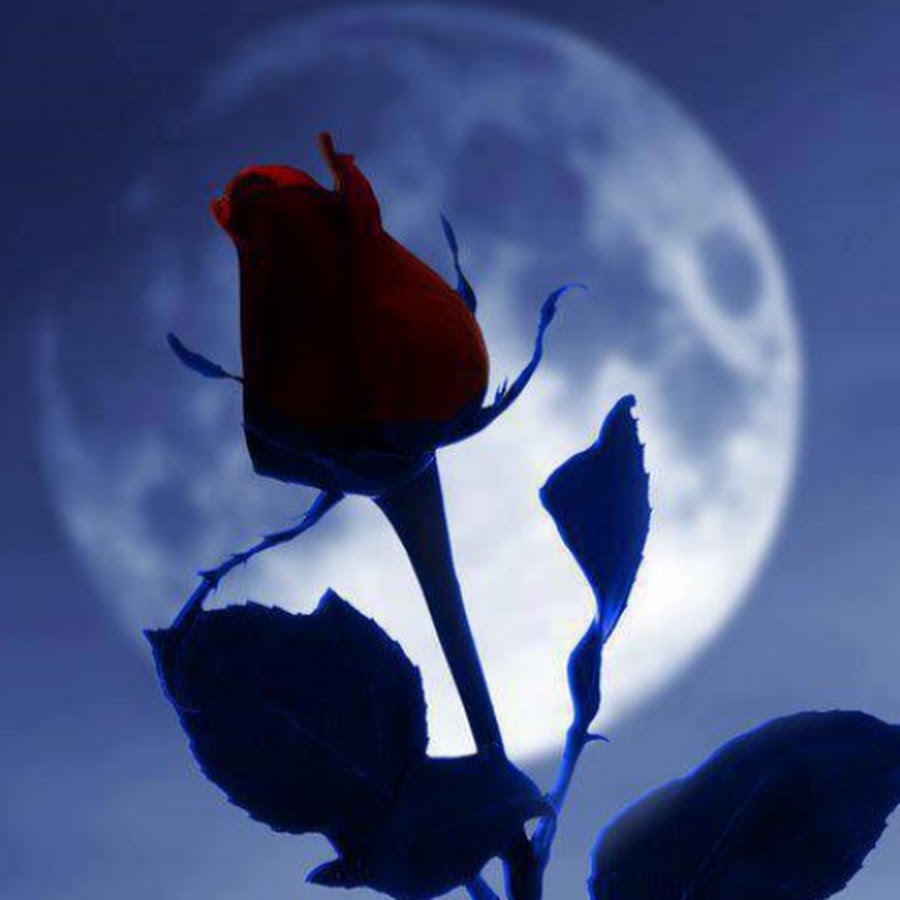 Moon & Roses YouTube