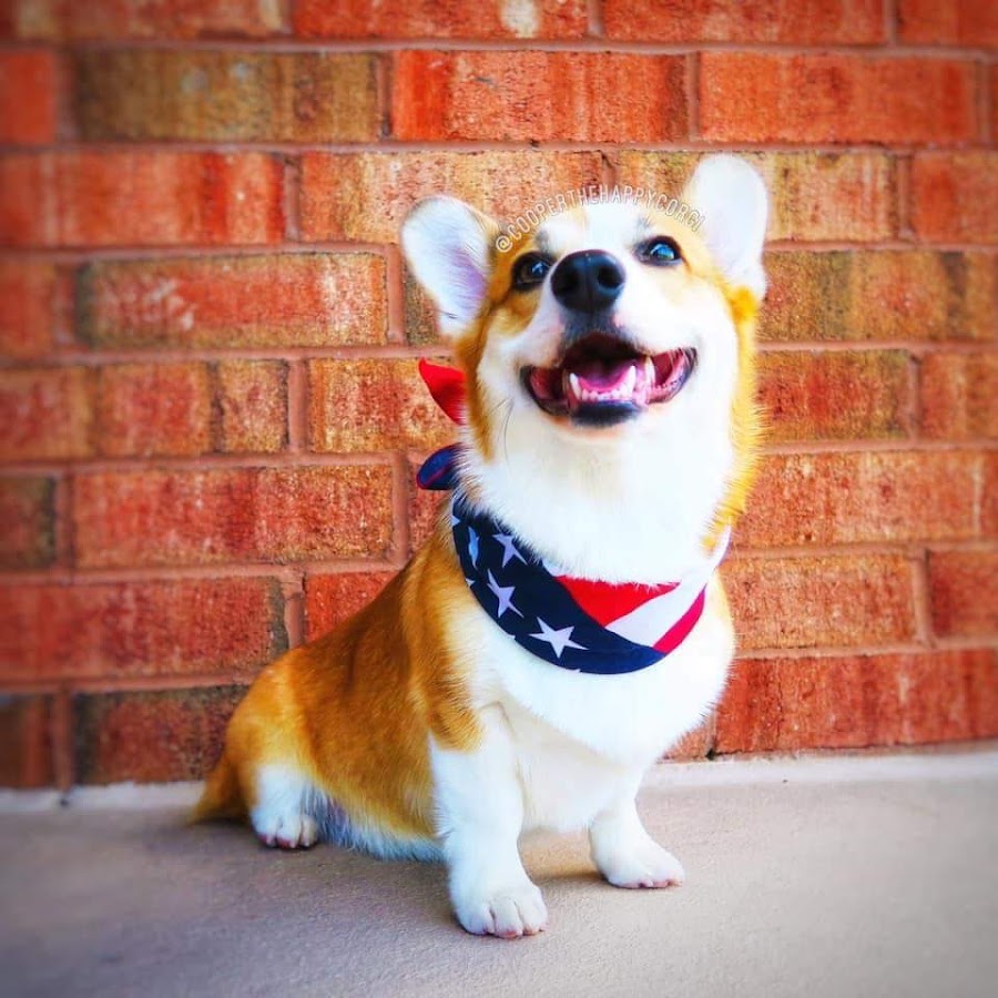 Cooper the Happy Corgi - YouTube