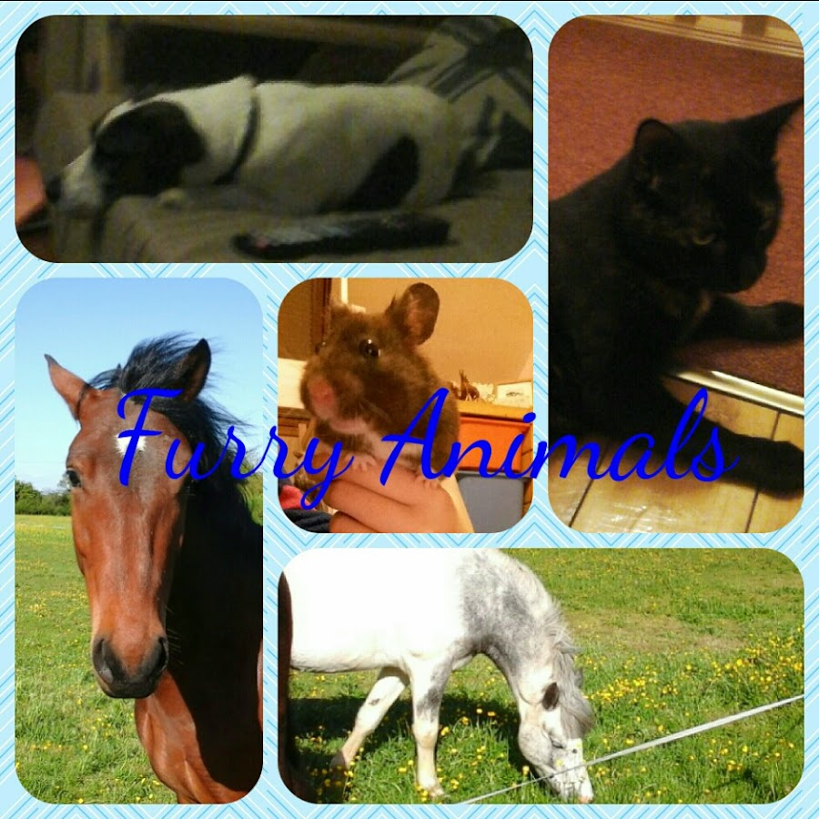 Furry Animals - YouTube