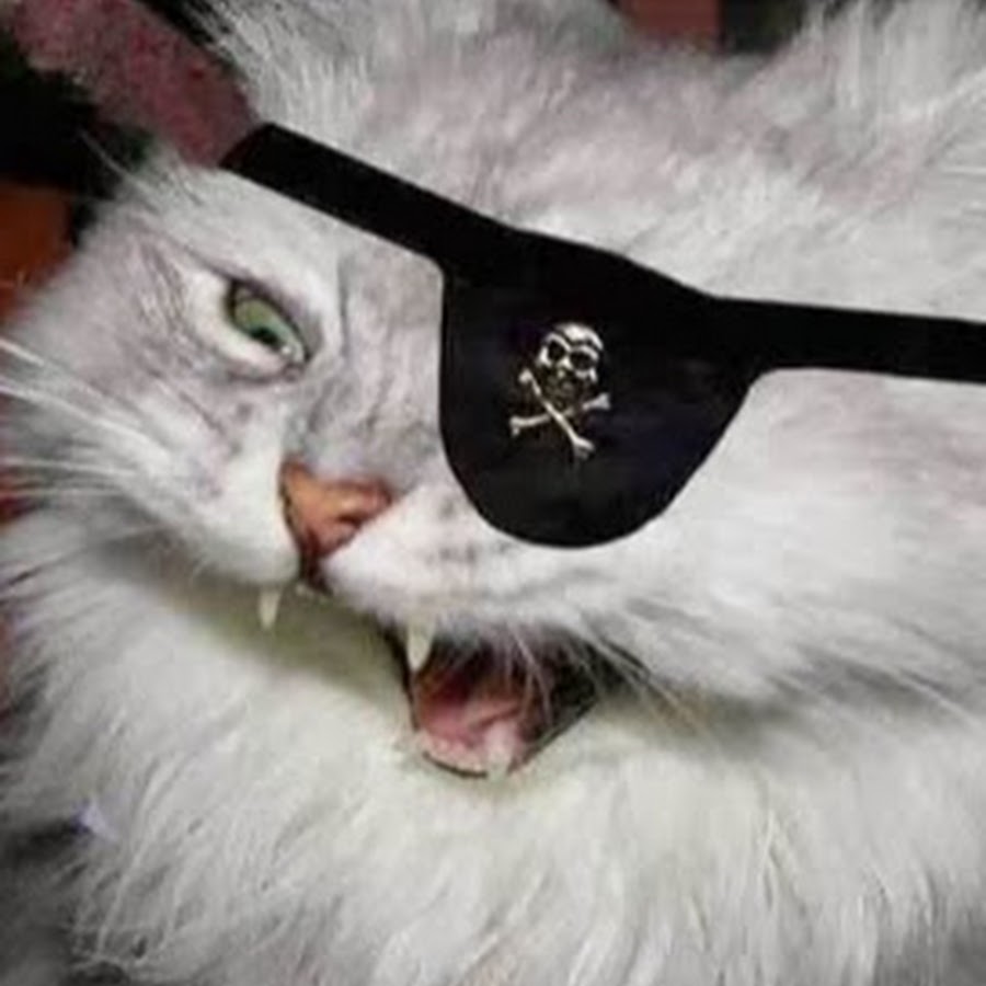 Pirate Cat 