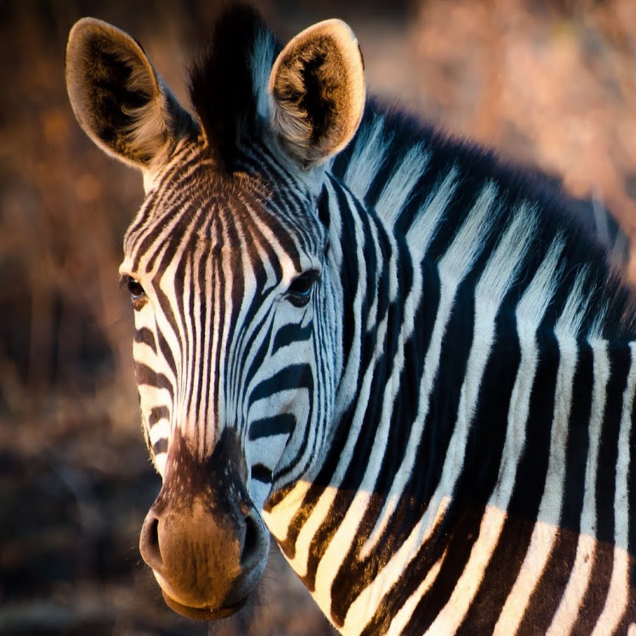 Zebra Cross - YouTube