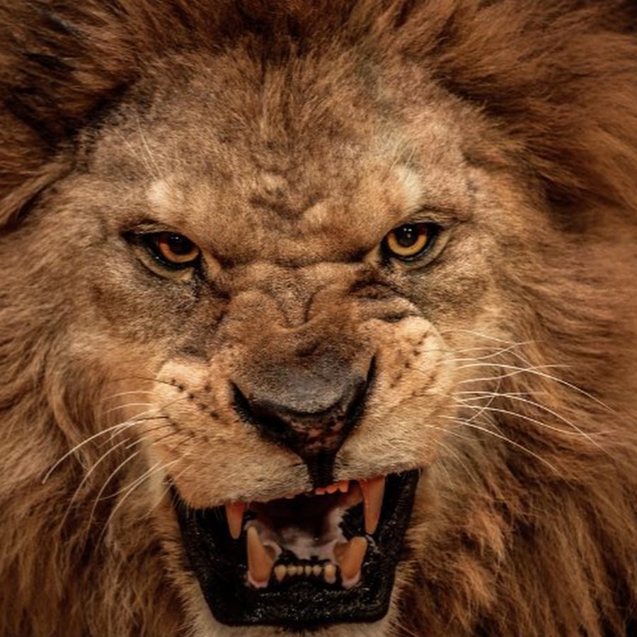 HALF MAN HALF AMAZING - YouTube